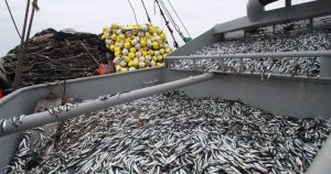 Produce: Pesca de anchoveta creció 139% entre enero y febrero del 2022