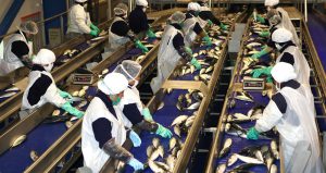 Empleo agropecuario y de pesca en sector privado creció 12% en noviembre del 2020