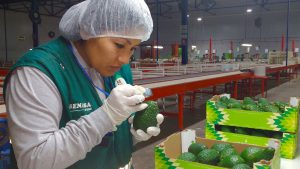 Reino Unido paga 8% más por paltas peruanas de enero a mayo de 2020