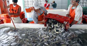 Castillo: «Revisaremos condiciones económicas con grandes empresas pesqueras»