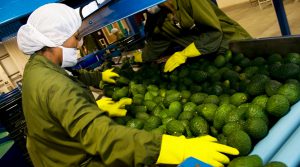 Agroexportaciones peruanas sumaron US$ 661 millones en enero de 2021