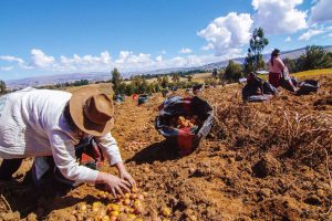 agricultura