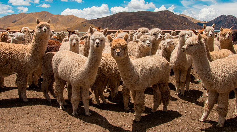 Para exportadores: el mercado de la fibra de alpaca - PQS