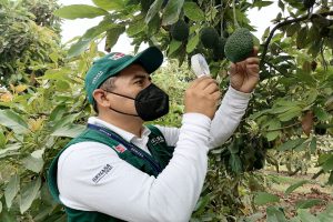 Última campaña de exportación de palta peruana superó las 400 mil toneladas