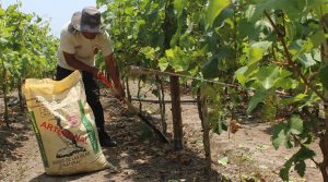 Detalles del régimen laboral y tributario del sector agrario