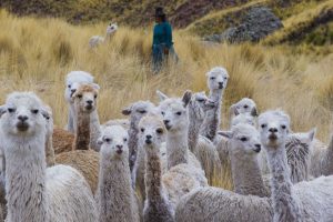 Exportaciones de pelo fino de alpaca crecieron 65% en enero al sumar US$ 5,9 millones