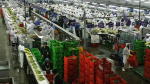 Agroexportaciones crecieron 9% sumando US$ 1,744 millones en primer trimestre