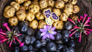 Productores de papa nativa pueden obtener ganancias de S/ 7.000 por hectárea