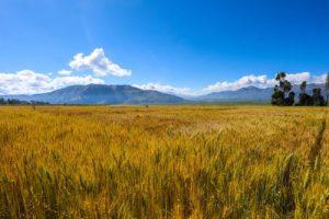 Causas y efectos del aumento del precio del trigo y sus derivados