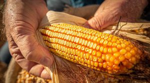 El comportamiento del precio del maíz amarillo y sus efectos en el Perú