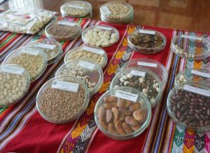 Exportaciones de legumbres alcanzan récord de US$ 62 millones