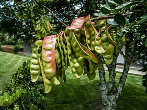 Exportaciones de tara en polvo crecieron 114% al sumar US$ 22 millones a mayo