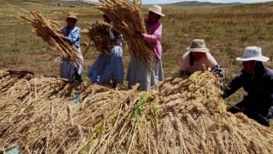 Sector agropecuario peruano crece 8,8% en junio