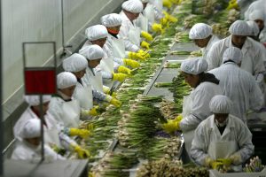 Senasa trabaja con EEUU en mejora de protocolo sanitario de espárrago peruano