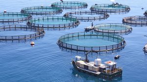 Produce: Acuicultura peruana crecerá 4% en el 2022
