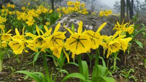 Lomas de Lima: 5 opciones para disfrutar el invierno