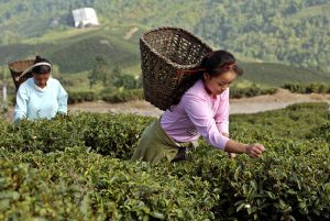 Té de Cuzco llega por primera vez a Francia y Suiza
