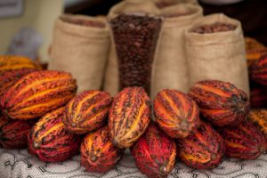 Día Mundial del Cacao: “Perú produce 6 de los 10 tipos de cacao que existen en el mundo”