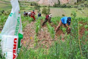 Fertilizantes importados llegarán en agosto, aseguró presidente Castillo