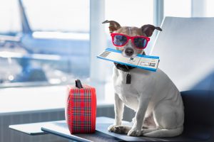 ¿Viajas con tu mascota? ¡No cometas estos errores!