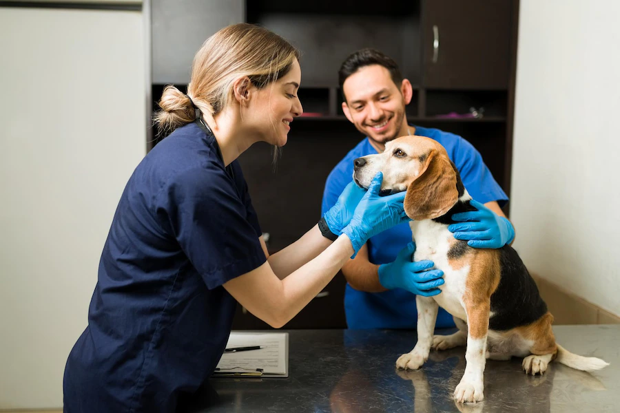 Conoce 4 veterinarias que atienden las 24 horas