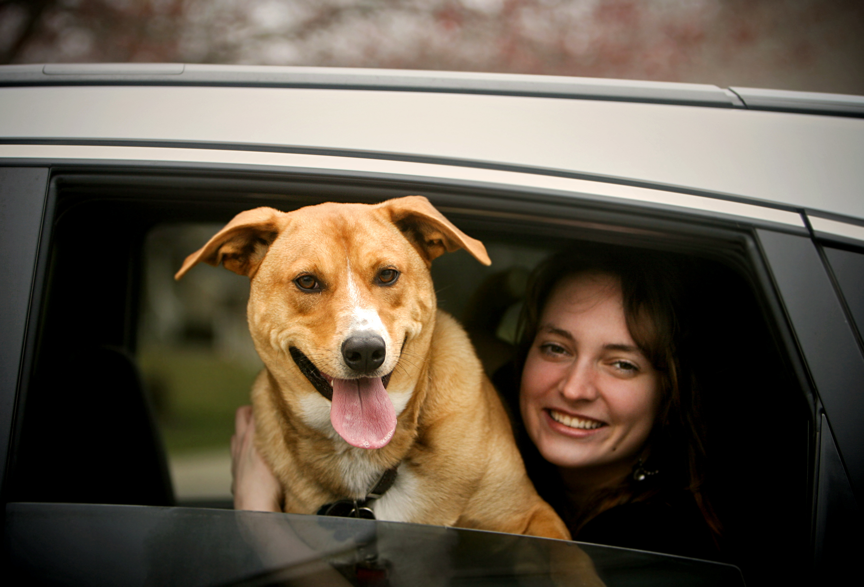 Cabify lanza Cabify Pet, la nueva categoría de servicio que permite viajar con mascotas