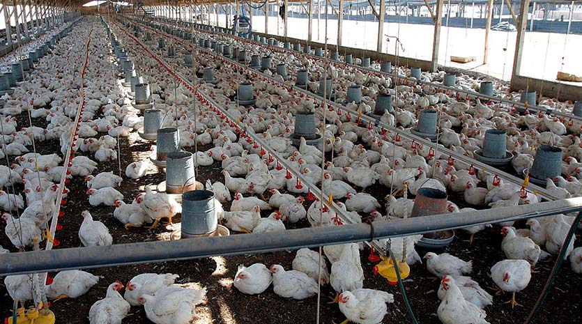 Importación de carnes de aves cerrará 2022 en rojo