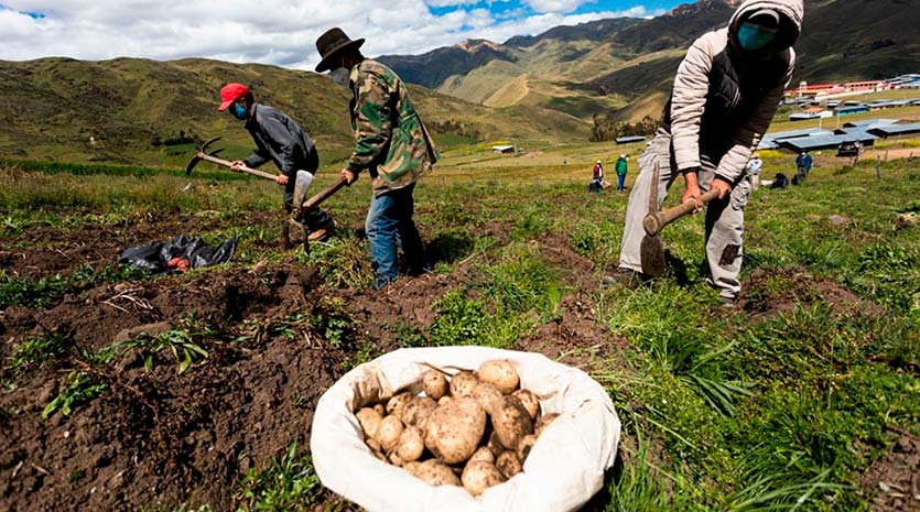 Producción de papa caería 40% por sequías y heladas