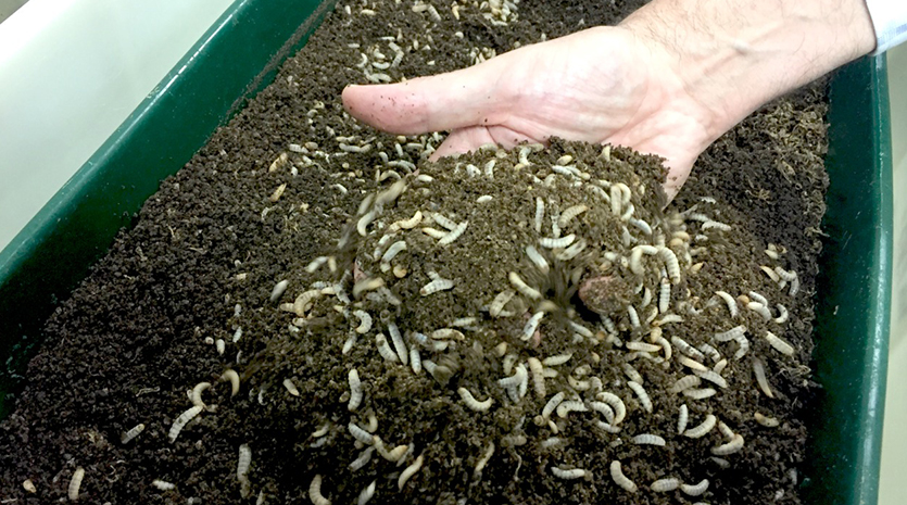 Alejandro Parodi: “Los insectos cultivados pueden contribuir a una alimentación sostenible”