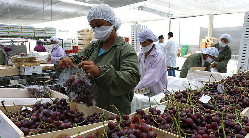 Exportaciones agropecuarias no tradicionales crecieron 18,8% en febrero
