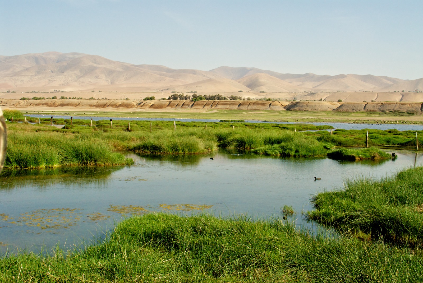 Conoce los humedales de Ite, el más grande del Perú