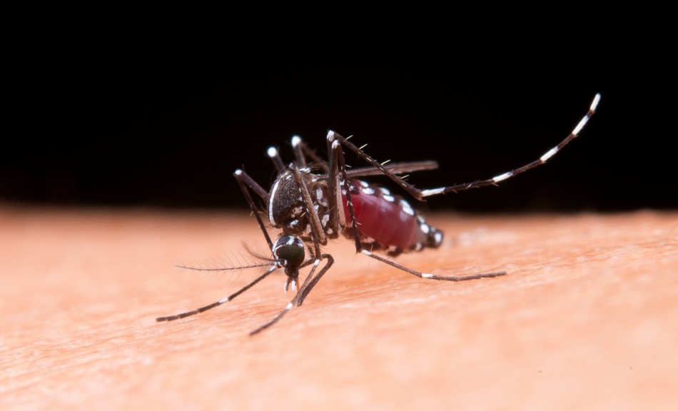 ¿Cómo prevenir la propagación y contagio del dengue?