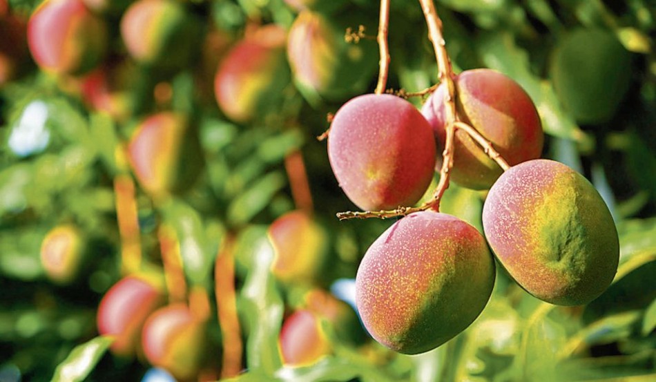 Egresados de UTP Chiclayo desarrollan proyectos que contribuyen en la mejora de la producción de mango