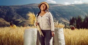 Backus desarrolla la primera cebada cervecera del Perú