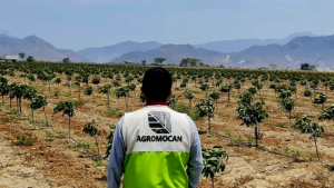 Agromocan: Brinda la oportunidad de invertir con una empresa líder en sector agrícola