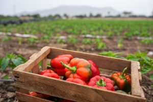 Syngenta: Plaga amenaza con devastar cultivos de tomate y pimiento en la costa norte, centro y sur del país