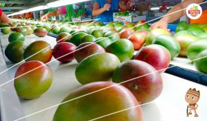 Asociado CCL: Tallanes Packers, empresa líder de empaquetado para exportación