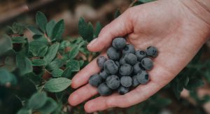Agroextiende Perú lanzó el proyecto Fundo Azul para extender la frontera agrícola de arándanos