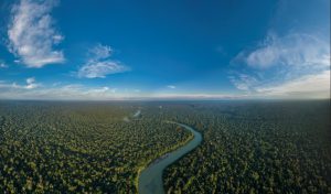 Día de la tierra: ¿Sabías que puedes adoptar un árbol y ayudar con su preservación?