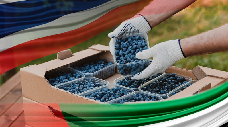 Arándanos peruanos conquistan Tailandia y Emiratos Árabes Unidos