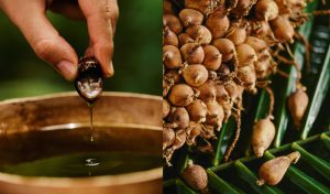 ¿Qué beneficios tiene el patauá, el fruto amazónico para el cuidado del cabello?