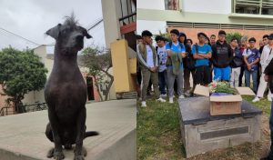 Muere Dante, perrito que vivía en la UNI: estudiantes denuncian que mujer lo atropelló