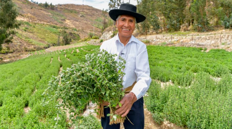 Orégano de Tacna: la nueva denominación de origen beneficiará a más de 2500 productores