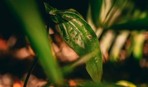 Día del Medio Ambiente: ¿Qué factores amenazan a nuestra Amazonía? 