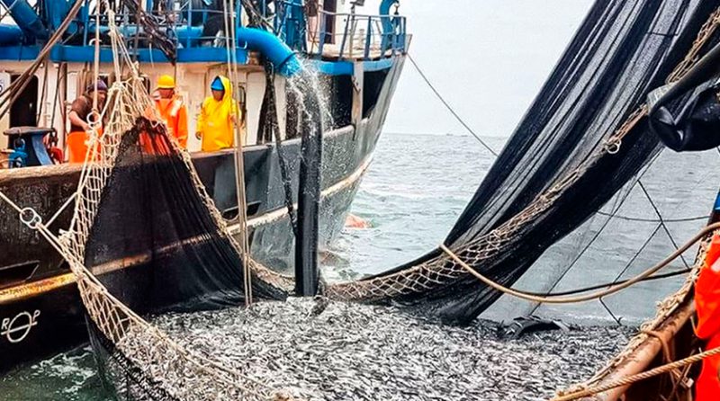 Inurritegui: Alza de precios compensará menor producción de harina de pescado