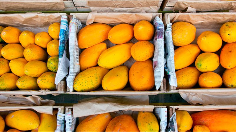 Exportación de mango peruano en declive: retos y perspectivas
