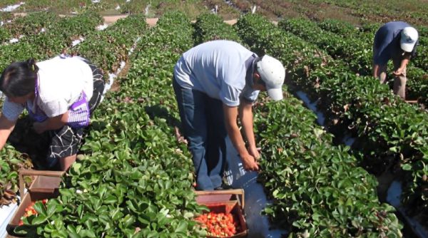 sector agrícola peru