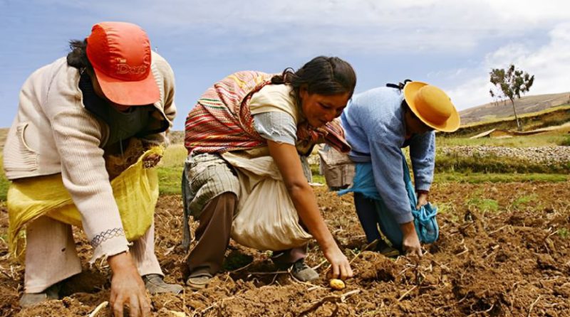 sector agrícola peru