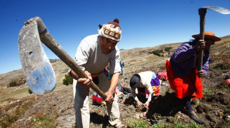 Seguro Agrícola Catastrófico: ¿Cómo recibir bono para agricultores en 2025?