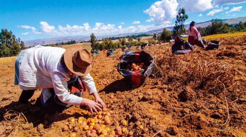 Bono agrario 2025: cómo acceder a los S/ 1 000 que otorgará el Midagri